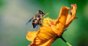 Mel com Sabor de Chocolate: Pesquisadores Criam Ingrediente Inovador