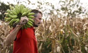 Agricultura Familiar Ganha Impulso: Câmara Aprova Uso de R$ 500 Milhões do FGO para Crédito do Pronaf