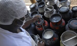 Pronaf libera crédito emergencial para cooperativas de leite enfrentarem crise