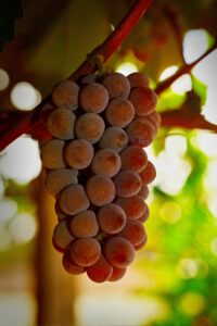 Vinhos de São Paulo conquistam reconhecimento global e prêmios inéditos em 2026