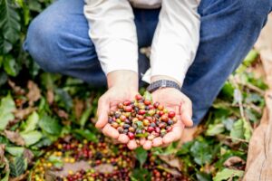 Café paulista: rota turística impulsiona economia e tradição no estado