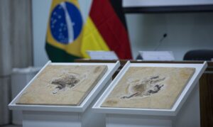 Brasil busca repatriar fósseis e patrimônios culturais em esforço global
