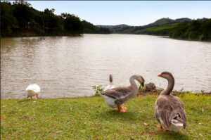 Circuito das Águas Paulista revela roteiros inéditos para observação de pássaros