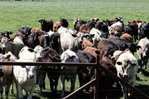Parasita em gado no Texas gera alerta e mobiliza esforços contra praga erradicada