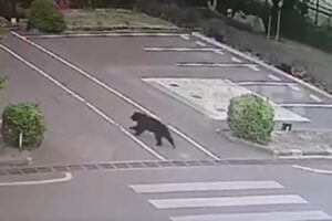 Urso selvagem mobiliza Utsunomiya e fecha escolas antes de ser capturado